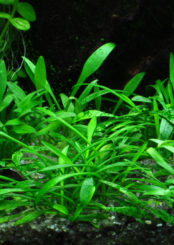 Cryptocoryne parva plant from Tropica products online in Dubai and Abu Dhabi UAE