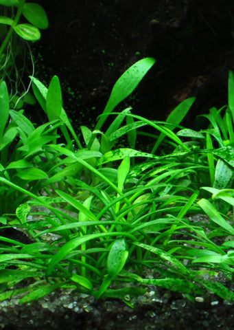 Cryptocoryne parva plant from Tropica products online in Dubai and Abu Dhabi UAE