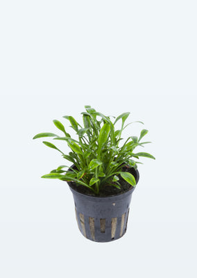 Cryptocoryne parva plant from Tropica products online in Dubai and Abu Dhabi UAE