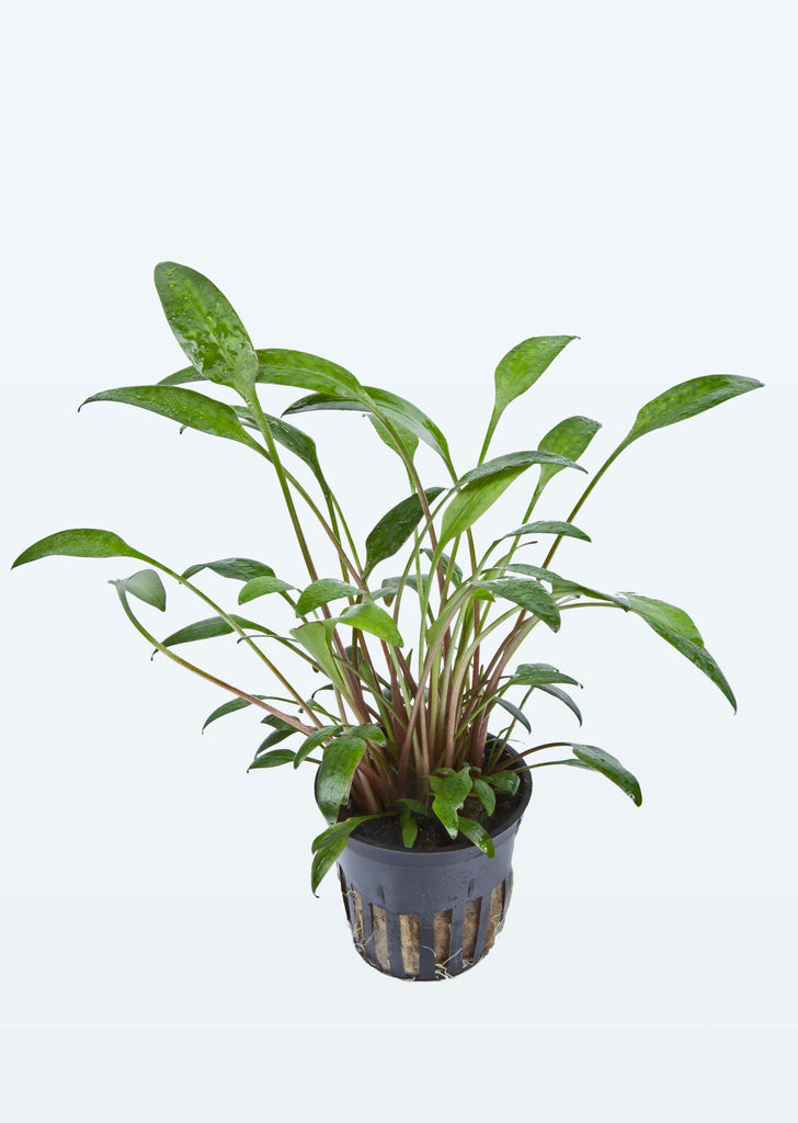 Cryptocoryne x willisii plant from Tropica products online in Dubai and Abu Dhabi UAE