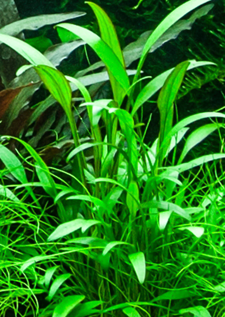 Cryptocoryne x willisii plant from Tropica products online in Dubai and Abu Dhabi UAE