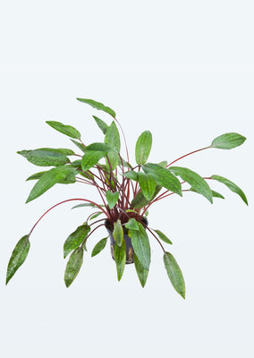Cryptocoryne beckettii 'Petchii' plant from Tropica products online in Dubai and Abu Dhabi UAE