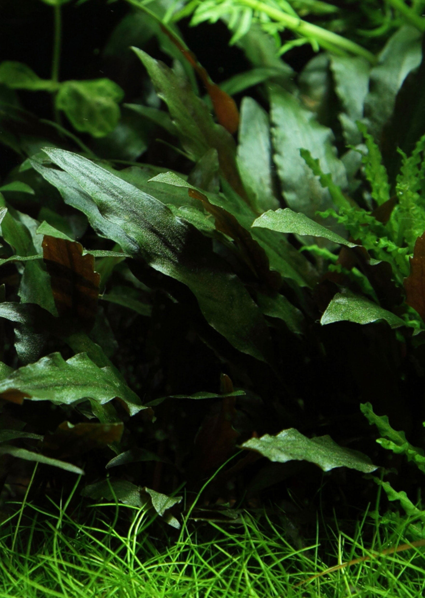 Cryptocoryne Becketii Petchii Live Aquarium Plants - BUY 2 GET 1 FREE Deal