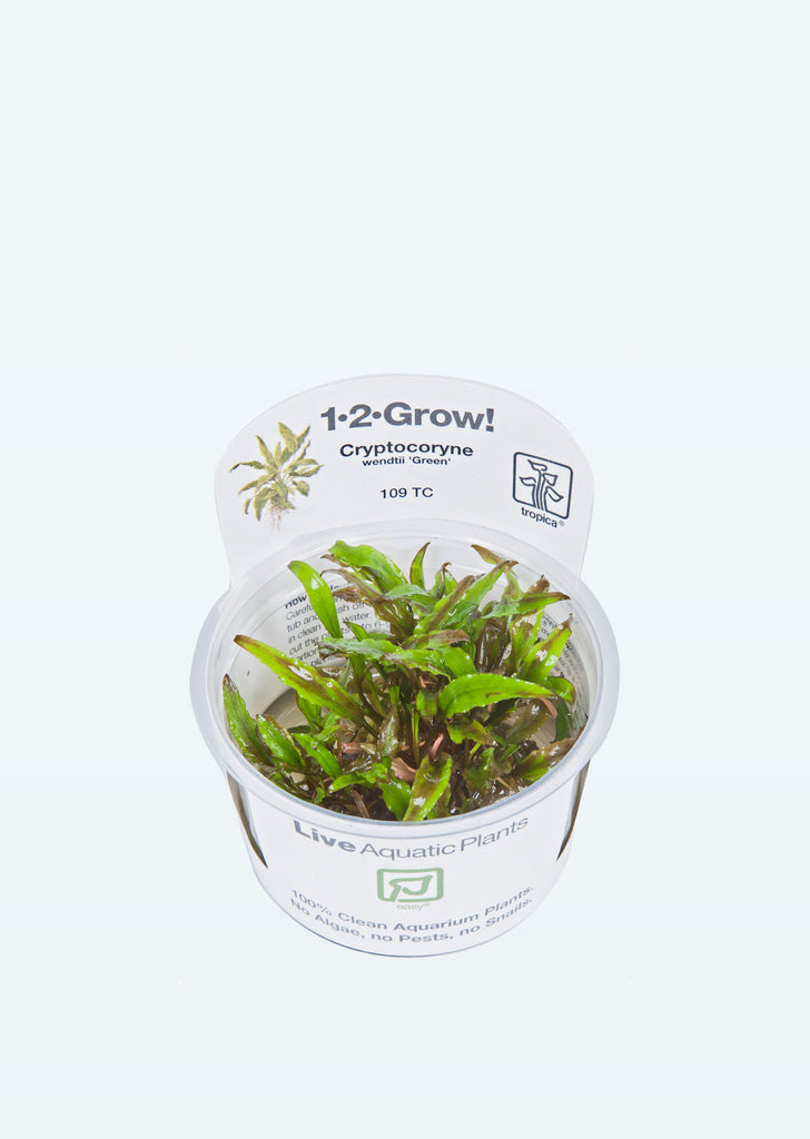 1-2-Grow! Cryptocoryne wendtii 'Green' plant from Tropica products online in Dubai and Abu Dhabi UAE