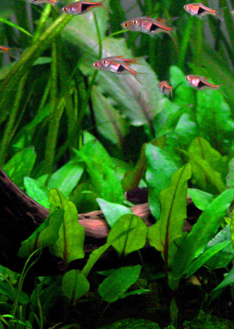 1-2-Grow! Cryptocoryne wendtii 'Green' plant from Tropica products online in Dubai and Abu Dhabi UAE