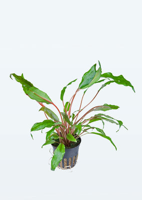 Cryptocoryne wendtii plant from Tropica products online in Dubai and Abu Dhabi UAE