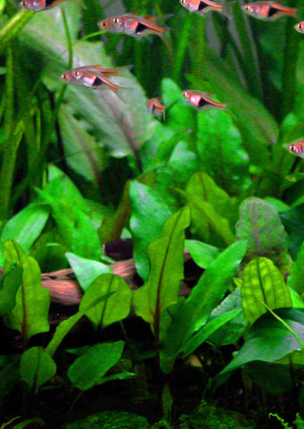 Cryptocoryne wendtii plant from Tropica products online in Dubai and Abu Dhabi UAE