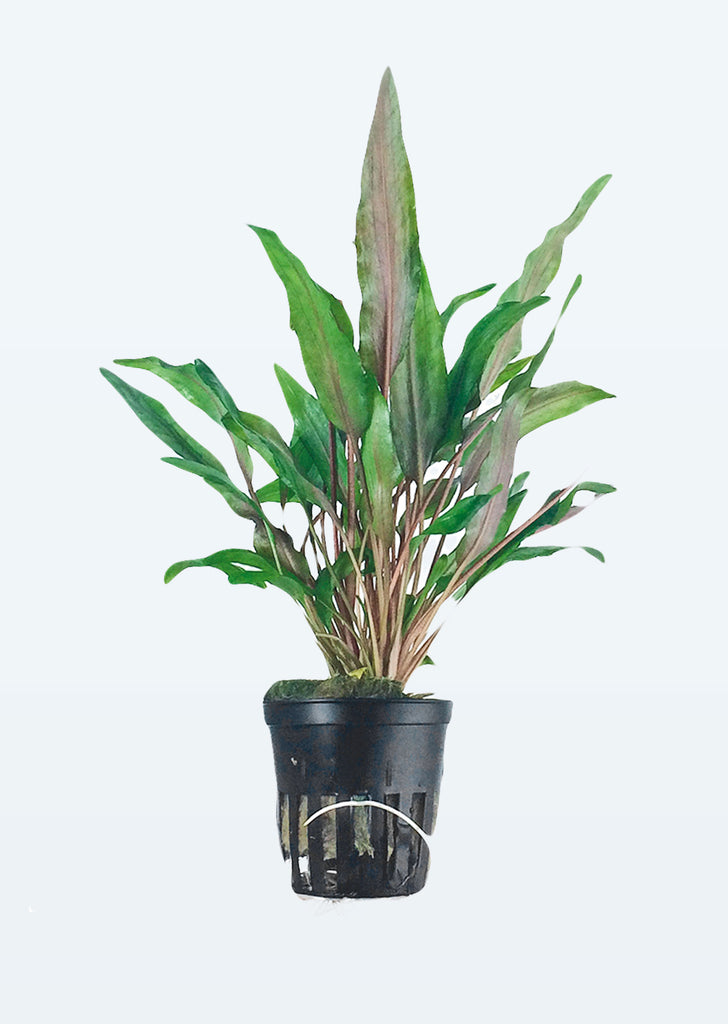 Cryptocoryne undulata 'Broad Leaves' plant from Tropica products online in Dubai and Abu Dhabi UAE
