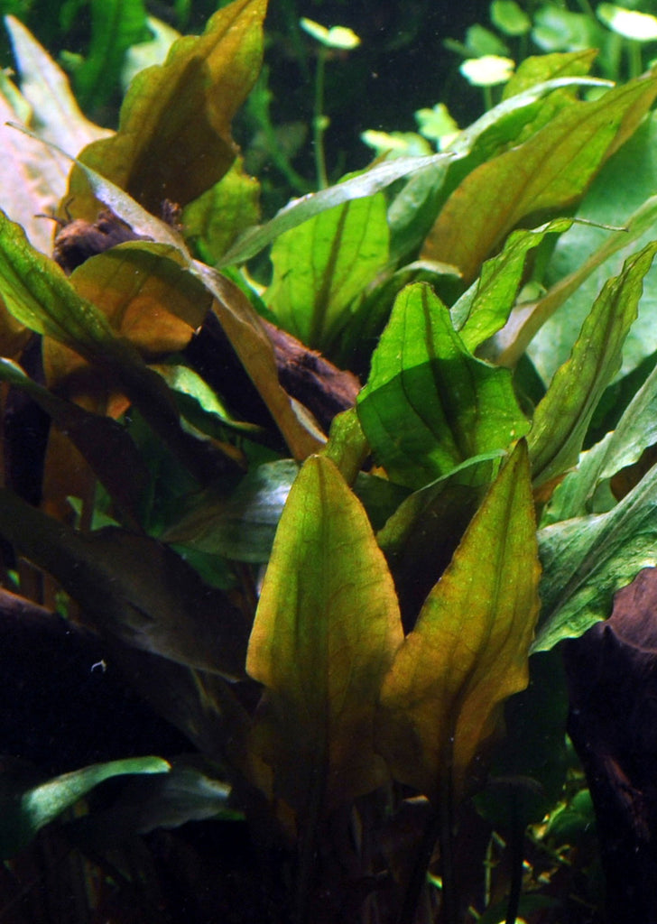 Cryptocoryne undulata 'Broad Leaves' plant from Tropica products online in Dubai and Abu Dhabi UAE