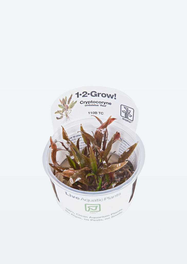 1-2-Grow! Cryptocoryne undulatus red plant from Tropica products online in Dubai and Abu Dhabi UAE