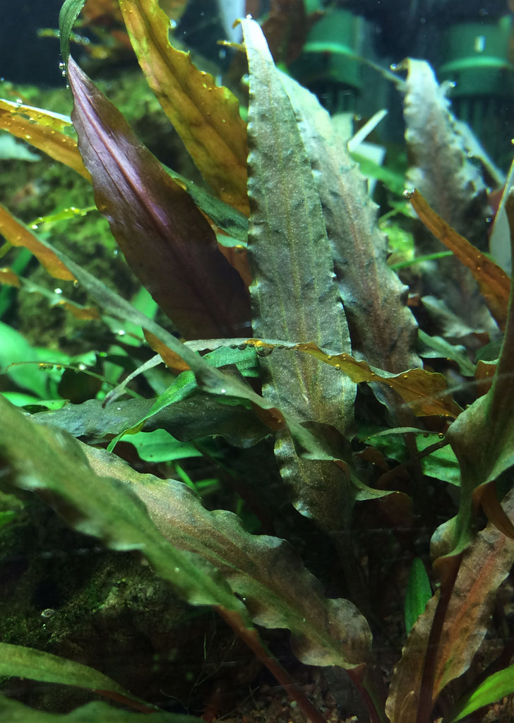 1-2-Grow! Cryptocoryne undulatus red plant from Tropica products online in Dubai and Abu Dhabi UAE