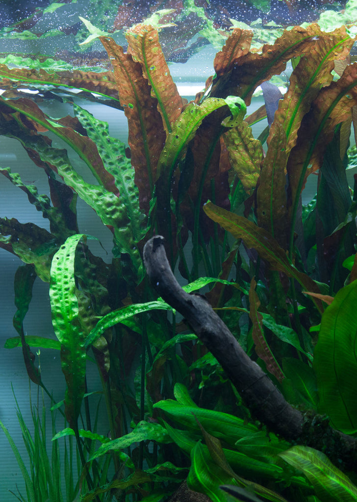 Cryptocoryne usteriana plant from Tropica products online in Dubai and Abu Dhabi UAE