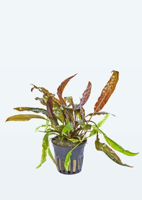 Cryptocoryne usteriana plant from Tropica products online in Dubai and Abu Dhabi UAE