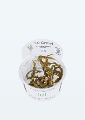 1-2-Grow! Cryptocoryne crispatula plant from Tropica products online in Dubai and Abu Dhabi UAE