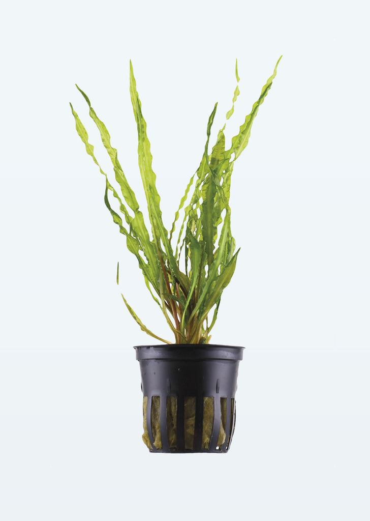 Cryptocoryne crispatula plant from Tropica products online in Dubai and Abu Dhabi UAE