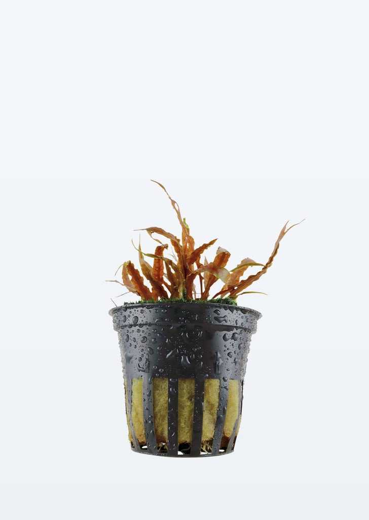 Cryptocoryne albida 'Brown' plant from Tropica products online in Dubai and Abu Dhabi UAE