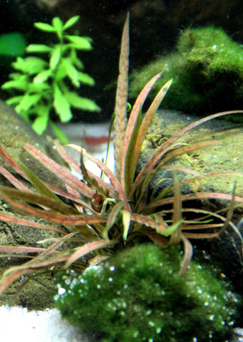 Cryptocoryne albida 'Brown' plant from Tropica products online in Dubai and Abu Dhabi UAE