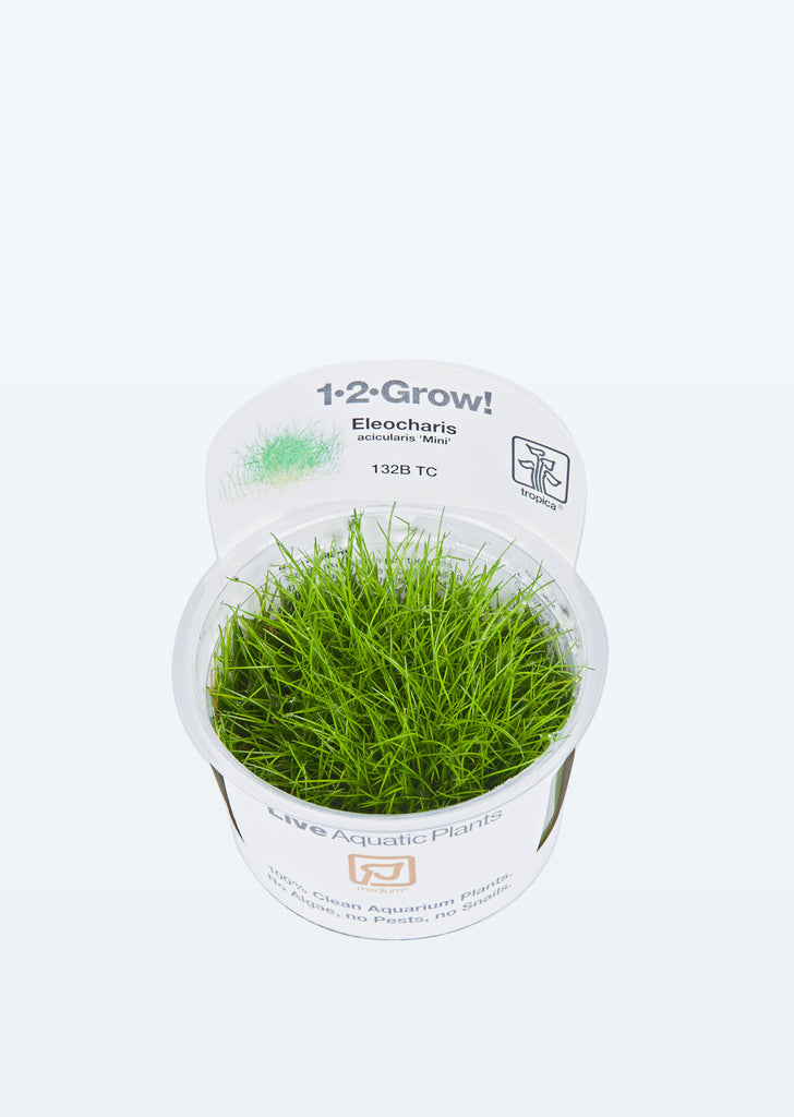 1-2-Grow! Eleocharis acicularis 'Mini' plant from Tropica products online in Dubai and Abu Dhabi UAE