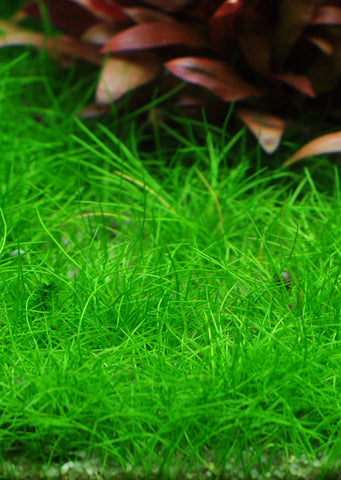 1-2-Grow! Eleocharis acicularis 'Mini' plant from Tropica products online in Dubai and Abu Dhabi UAE