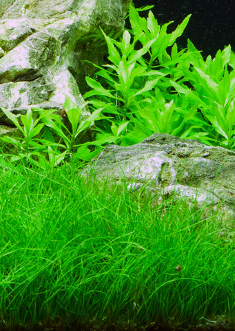 Eleocharis parvula plant from Tropica products online in Dubai and Abu Dhabi UAE