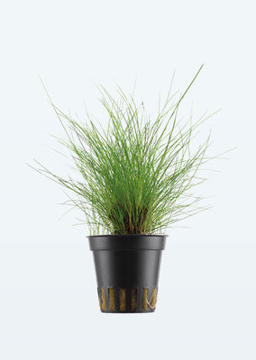 Eleocharis parvula plant from Tropica products online in Dubai and Abu Dhabi UAE