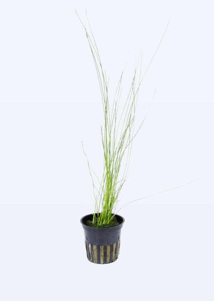 Eleocharis montevidensis plant from Tropica products online in Dubai and Abu Dhabi UAE