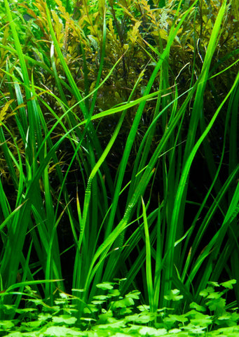 Cyperus helferi plant from Tropica products online in Dubai and Abu Dhabi UAE