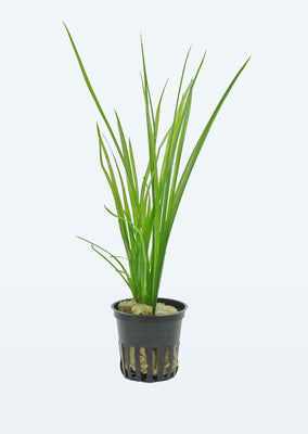 Cyperus helferi plant from Tropica products online in Dubai and Abu Dhabi UAE
