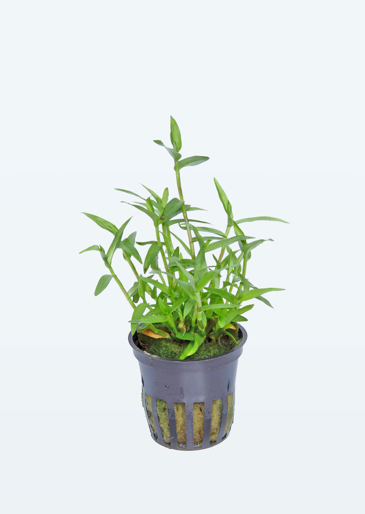 Murdannia keisak plant from Tropica products online in Dubai and Abu Dhabi UAE