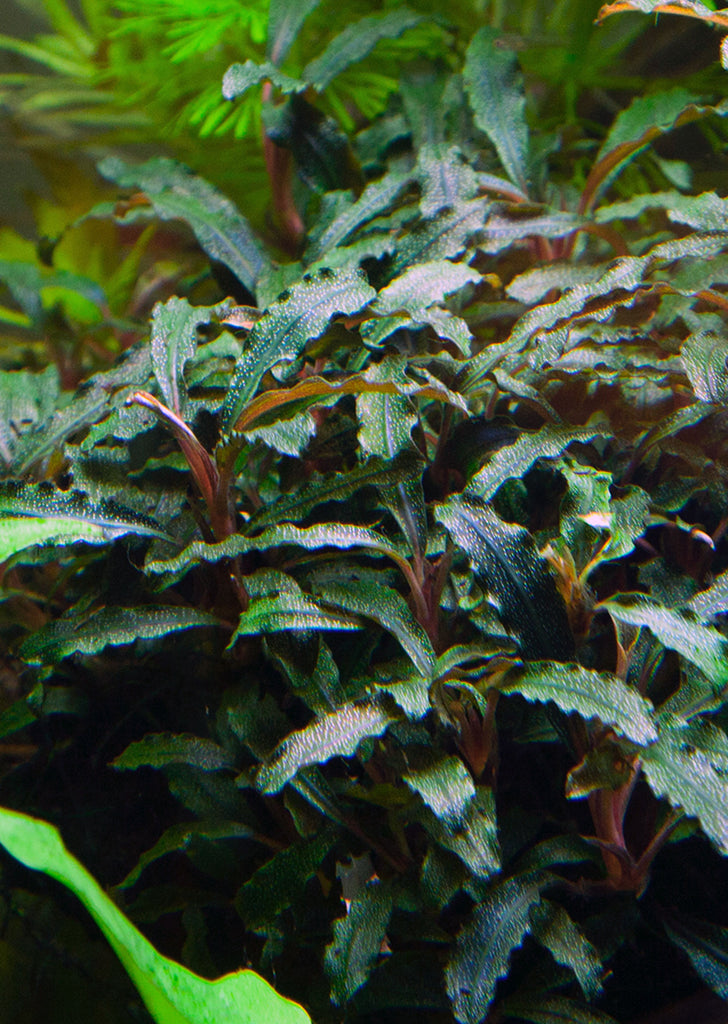 Bucephalandra sp. 'Red' plant from Tropica products online in Dubai and Abu Dhabi UAE
