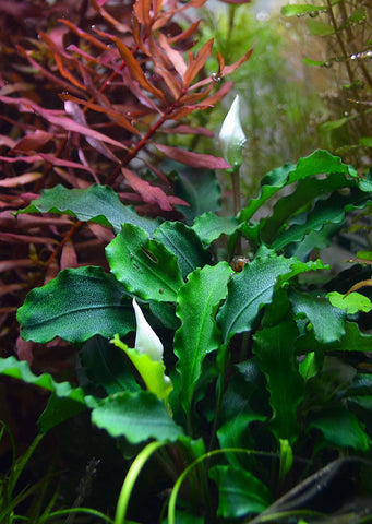 Bucephalandra 'Wavy Green' plant from Tropica products online in Dubai and Abu Dhabi UAE