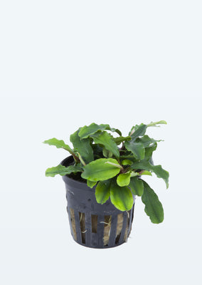 Bucephalandra 'Wavy Green' plant from Tropica products online in Dubai and Abu Dhabi UAE