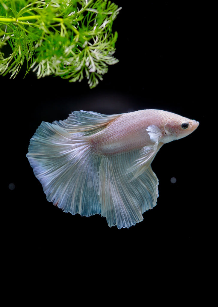 BETTA Platinum Halfmoon tropical fish from Discus.ae products online in Dubai and Abu Dhabi UAE