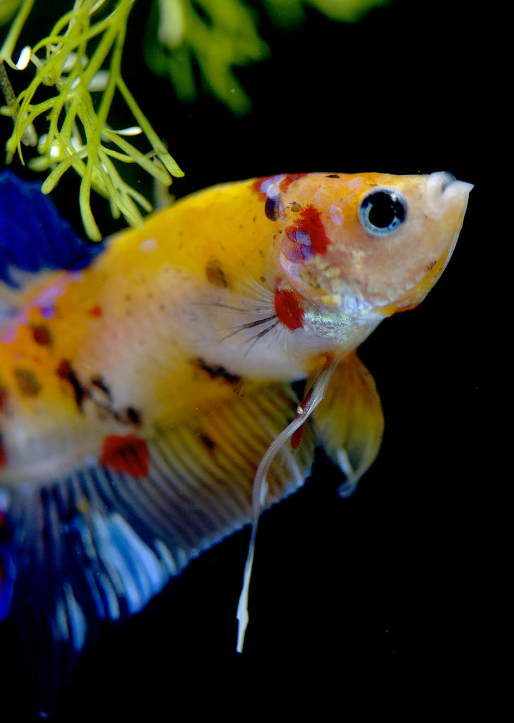 BETTA Koi Yellow Plakat tropical fish from Discus.ae products online in Dubai and Abu Dhabi UAE