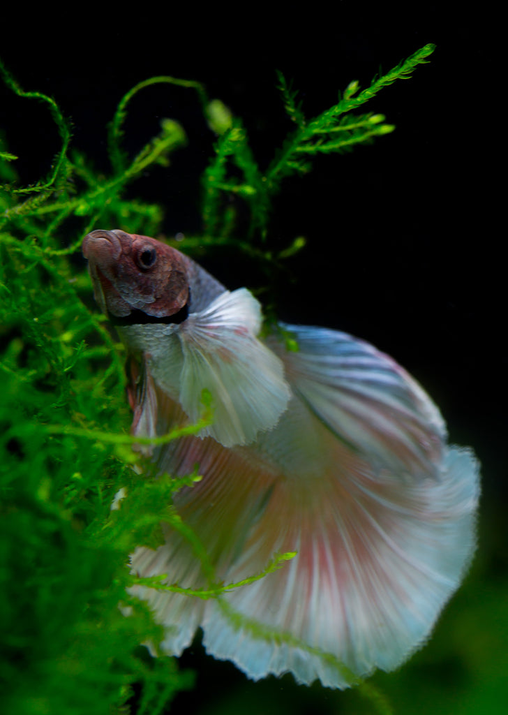 BETTA Violet Butterfly Dumbo Ear tropical fish from Discus.ae products online in Dubai and Abu Dhabi UAE