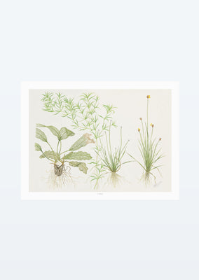 Tropica Art: Madagascariensis 40x30 cm art from Tropica products online in Dubai and Abu Dhabi UAE