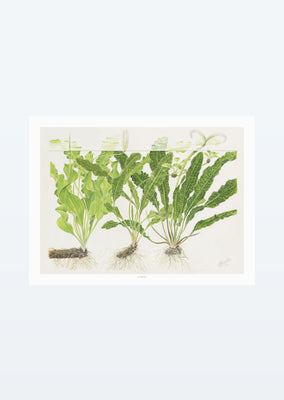 Tropica Art: Aponogeton 40x30 cm art from Tropica products online in Dubai and Abu Dhabi UAE