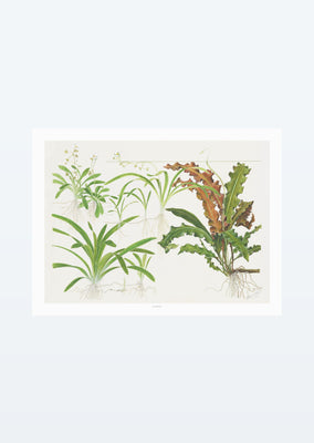 Tropica Art: Sagittaria 40x30 cm art from Tropica products online in Dubai and Abu Dhabi UAE