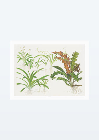 Tropica Art: Sagittaria 40x30 cm art from Tropica products online in Dubai and Abu Dhabi UAE