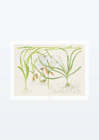 Tropica Art: Crinum 40x30 cm art from Tropica products online in Dubai and Abu Dhabi UAE