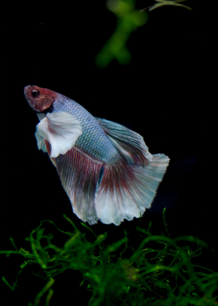 BETTA Violet Butterfly Dumbo Ear tropical fish from Discus.ae products online in Dubai and Abu Dhabi UAE