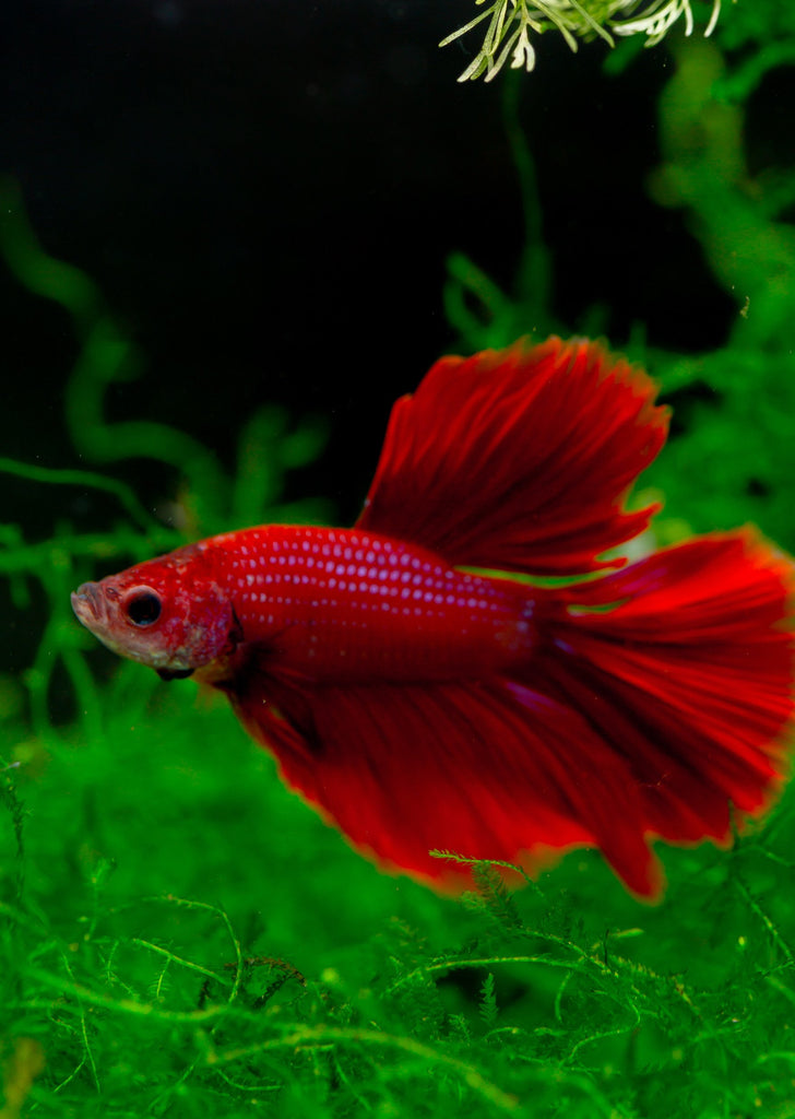 BETTA Red Halfmoon
