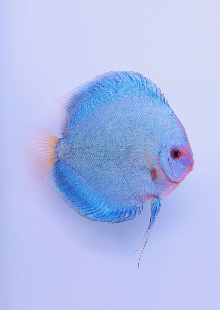 Stendker - Blue Diamond fish from Diskuszucht Stendker products online in Dubai and Abu Dhabi UAE