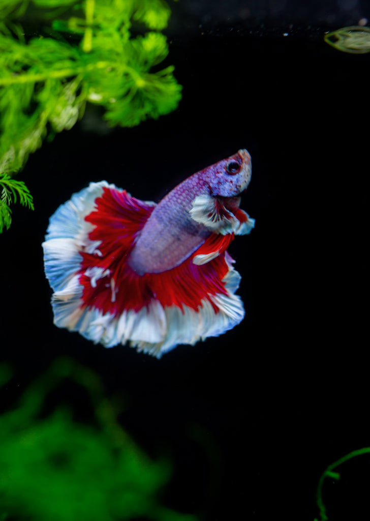 BETTA Magenta Butterfly Dumbo-Ear Halfmoon tropical fish from Discus.ae products online in Dubai and Abu Dhabi UAE