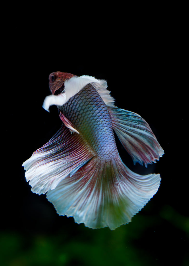 BETTA Violet Butterfly Dumbo Ear tropical fish from Discus.ae products online in Dubai and Abu Dhabi UAE