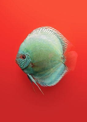 Stendker - Solid Turquoise fish from Diskuszucht Stendker products online in Dubai and Abu Dhabi UAE