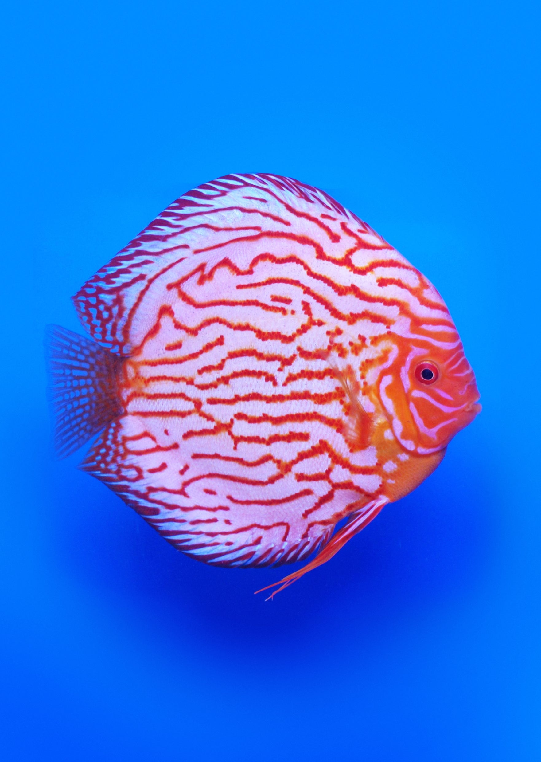Stendhal Fish Stendker - Pigeon Blood Blue | Buy Online UAE | Discus.ae