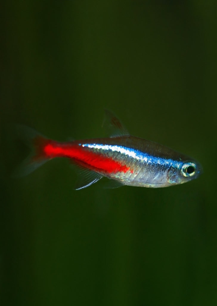 Neon Tetra tropical fish from Discus.ae products online in Dubai and Abu Dhabi UAE