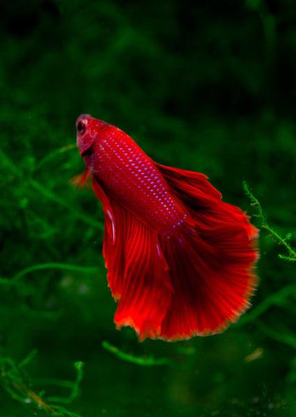 Siamese fighting fish for sale sales near me
