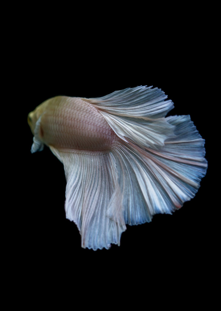 BETTA Platinum Halfmoon tropical fish from Discus.ae products online in Dubai and Abu Dhabi UAE